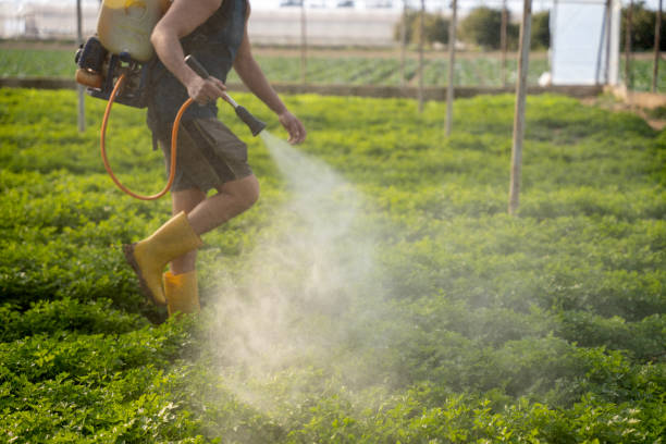 Wasp Removal Services in Balfour, NC
