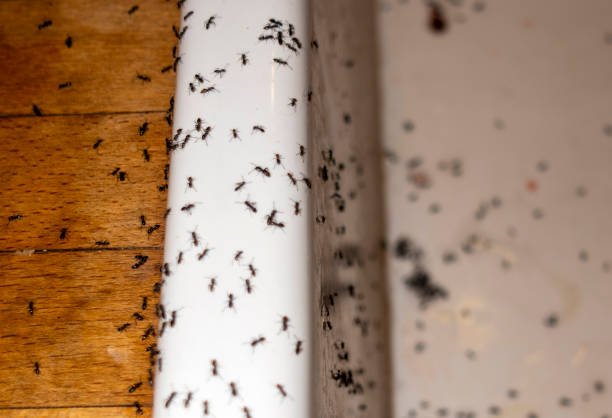 Best Affordable Pest Control Services  in Balfour, NC