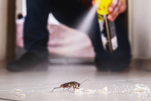 Best Flea Control Services  in Balfour, NC